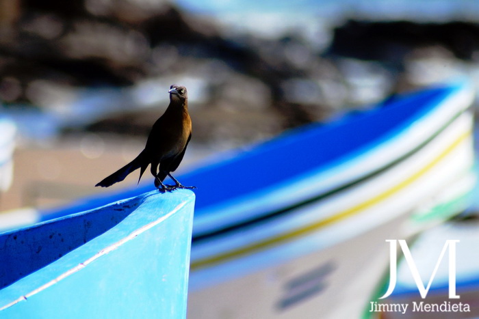 El Zanate, popular ave en todas las regiones de Nicaragua. English Translation: The Zanate is a popular bird which can be found in all regions of Nicaragua.
