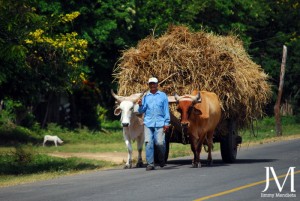© Jimmy D. Mendieta. All rights reserved. Oxen drawn cart.